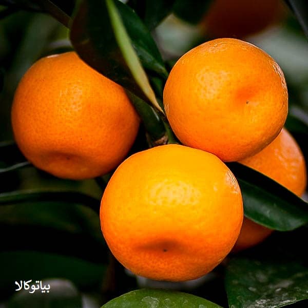 پیوند نارنگی